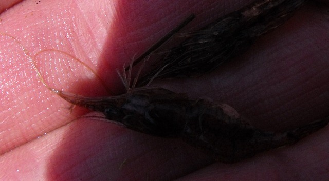Palaemon adspersus?